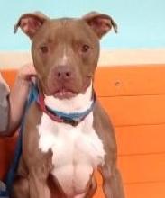 Pet Adoptions – Willowbrook prince head